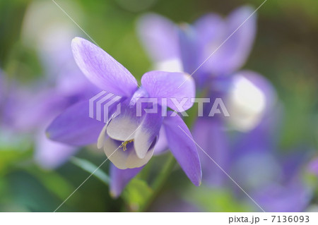 深山苧環・ 7136093