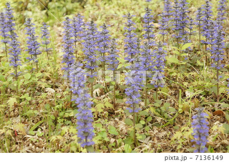 アジユガ シソ科 アジユガ シソ科 7136149