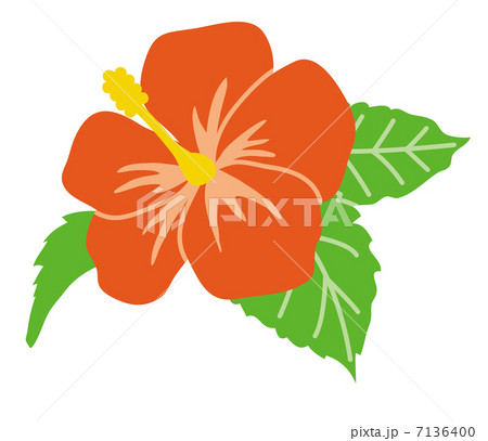 ハイビスカス 7136400