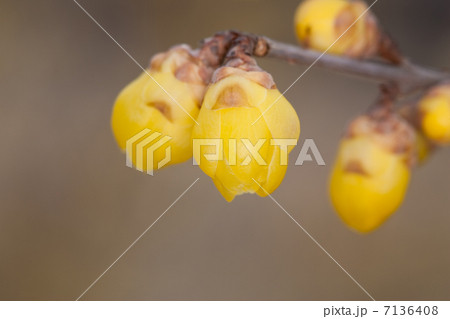 ロウバイ ロウバイ 7136408