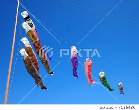 青空を泳ぐ鯉幟 7136430