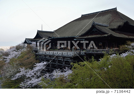 春の清水寺、清水の舞台 春の清水寺、清水の舞台 7136442