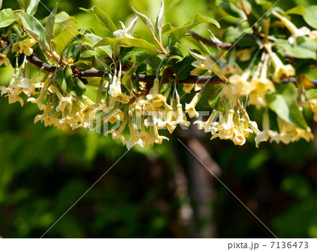 ナツグミの花 7136473