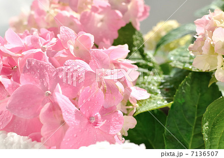 ピンク色の紫陽花 7136507