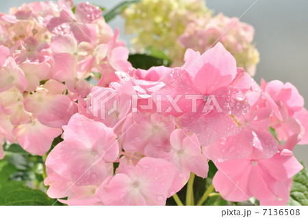 ピンク色の紫陽花 7136508