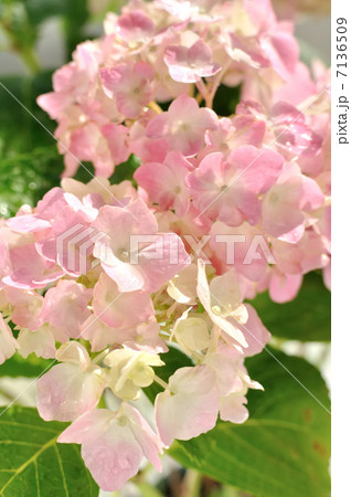 ピンク色の紫陽花 7136509
