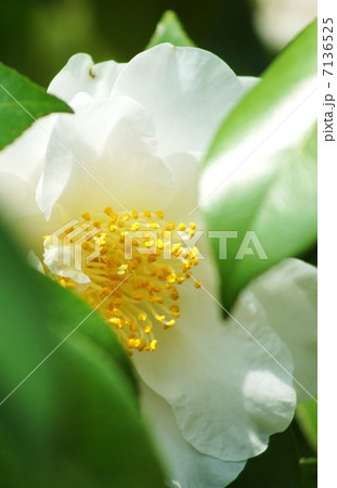 早春の花・牡丹咲き白椿の花の恥じらい・縦位置アップ 7136525