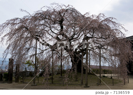 麻績の里 　舞台桜 7136559