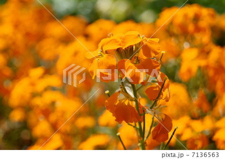 エリシマム 花言葉 愛の絆 Erysimum Hybridumの写真素材