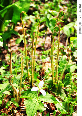 春の息吹 7136708