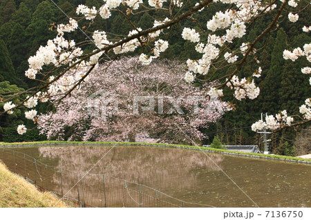 牛繫ぎの桜 7136750