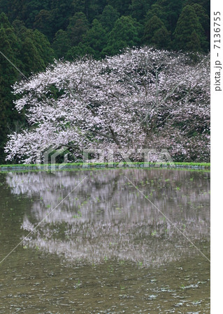 牛繫ぎの桜 7136755