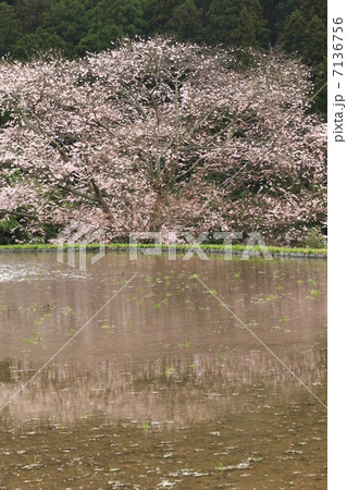 牛繫ぎの桜 7136756