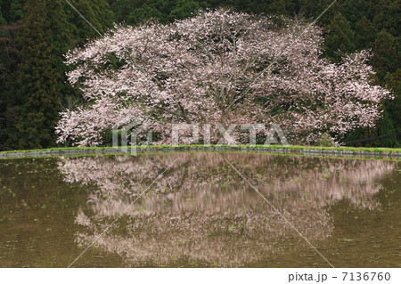 牛繫ぎの桜 7136760
