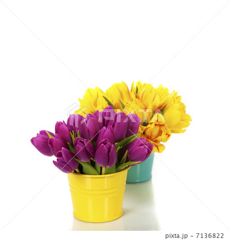 spring tulips 7136822