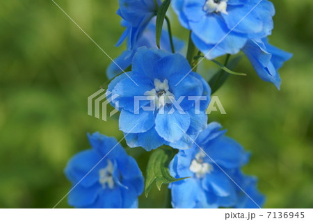 デルフィニウム デルフィニウム 7136945