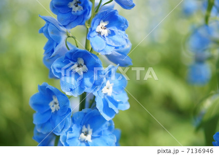 デルフィニウム デルフィニウム 7136946