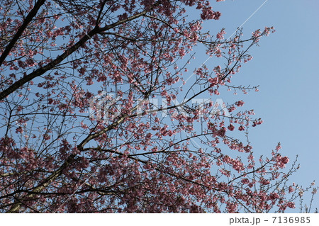 桜 7136985
