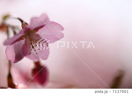 山桜 7137001
