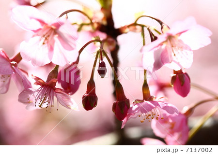 山桜 7137002