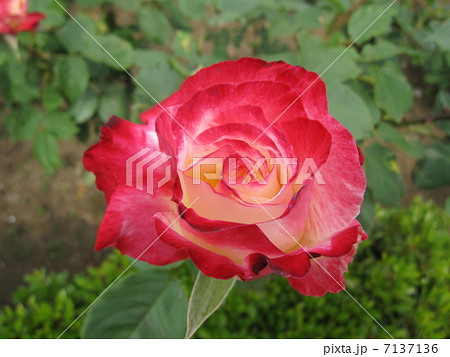 紅白のバラ 7137136