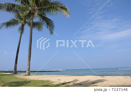 夏 7137146