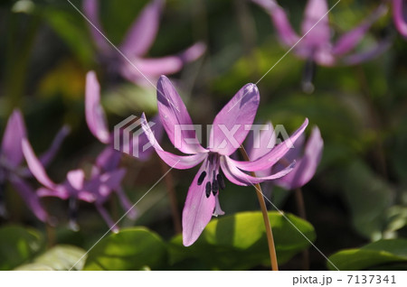 カタクリ 7137341