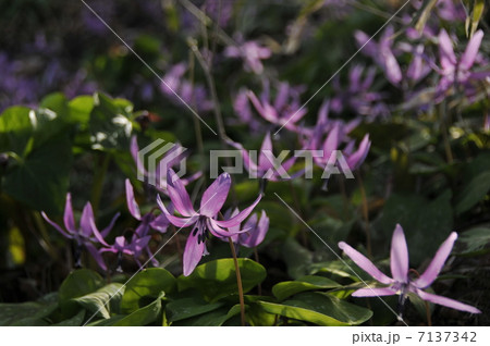 カタクリ 7137342