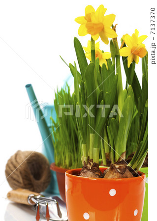 fresh daffodils and garden tools fresh daffodils and garden tools 7137370
