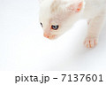 白い子猫 7137601