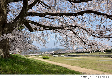 春の賀茂川、桜と河川敷 春の賀茂川、桜と河川敷 7137644