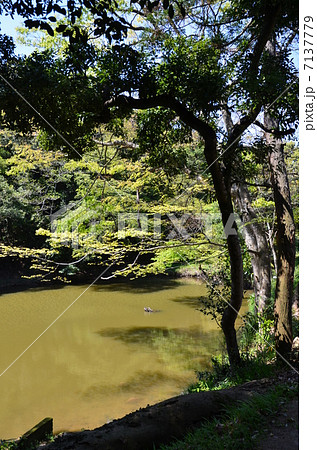 御身洗池 御身洗池 7137779