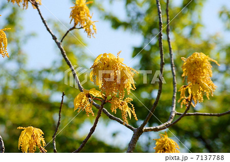 オウゴンガシワ 花言葉 自由 Quercus Aliena Blume Cv Luteaの写真素材