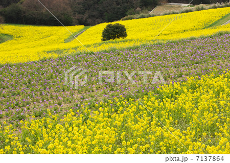 兵庫　淡路市　花さじき 7137864