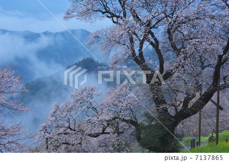 高知 仁淀川町 ひょうたん桜の写真素材