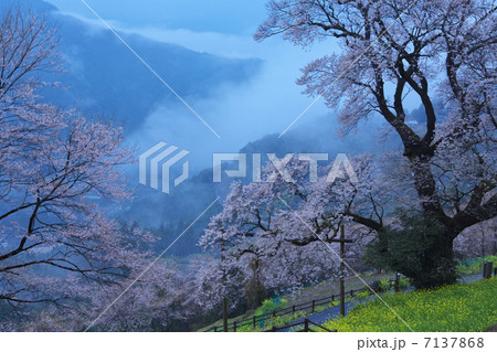 高知　仁淀川町　ひょうたん桜 7137868