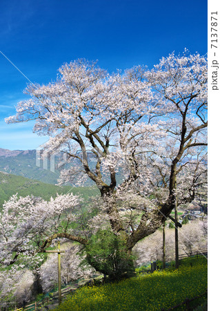 高知　仁淀川町　ひょうたん桜 7137871