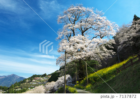 高知　仁淀川町　ひょうたん桜 7137872