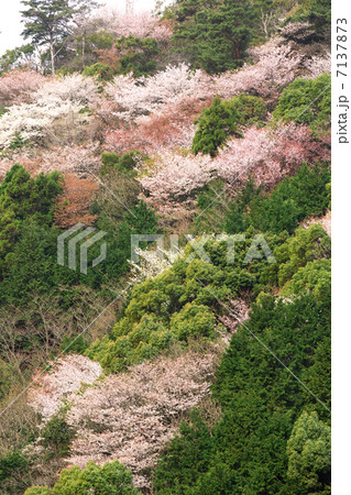 愛媛　宇和島市　野福峠 7137873