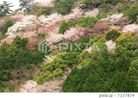 愛媛　宇和島市　野福峠 7137874
