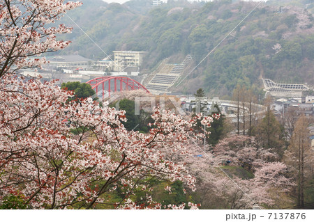 広島　呉市　音戸大橋 7137876