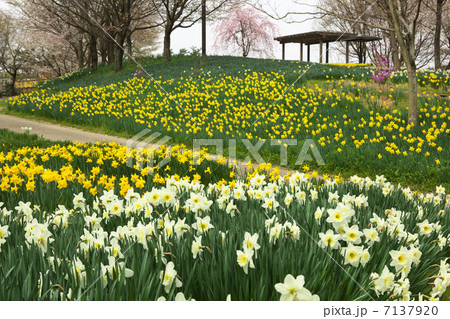 香川 まんのう町 香川 まんのう町 7137920