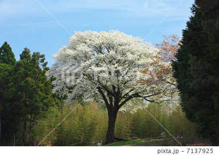 高知 大月町 月光桜 高知 大月町 月光桜 7137925