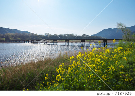 高知　四万十市　佐田の沈下橋 7137929