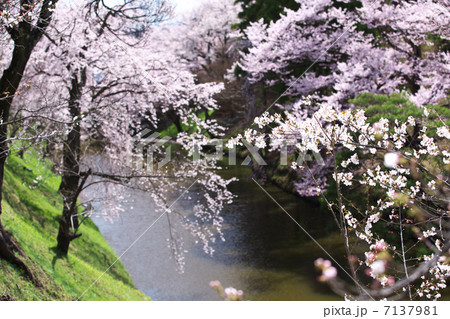 長野 上田市 上田城 長野 上田市 上田城 7137981