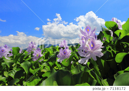 ホテイアオイと夏の空 7138172