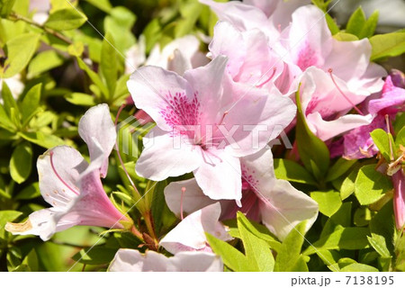 季節の花 7138195