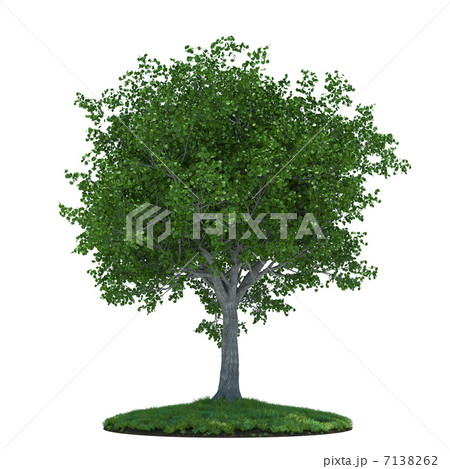 Tree Tree 7138262