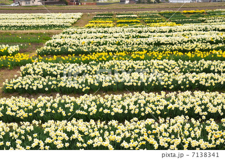 水仙の花畑 水仙の花畑 7138341
