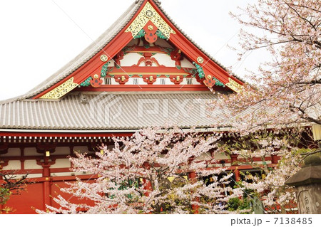 春の風景・浅草寺本堂と満開の染井吉野・横位置 春の風景・浅草寺本堂と満開の染井吉野・横位置 7138485